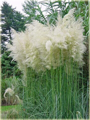 Trawa pampasowa biała Cortaderia selloana white