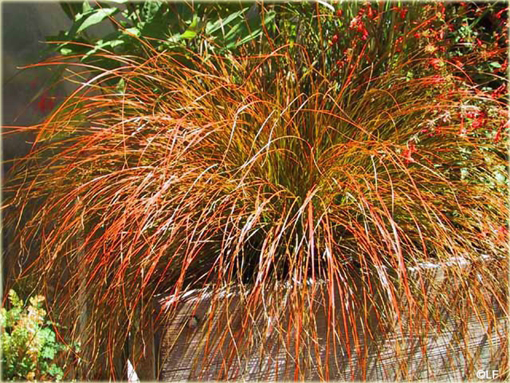 Turzyca Carex testacea