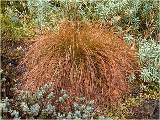 Turzyca Carex testacea