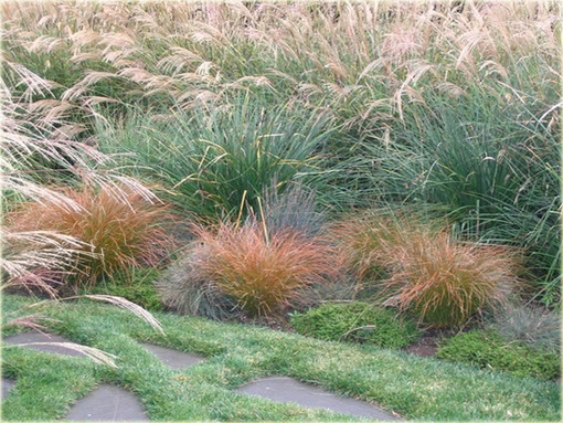 Turzyca Carex testacea