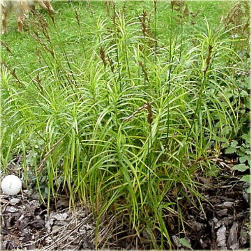 Turzyca palmowa Carex muskingumensis variegata