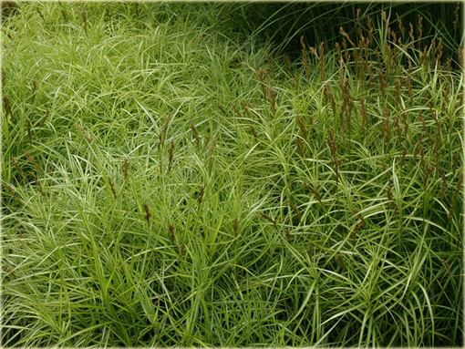  Turzyca palmowa Carex muskingumensisi 