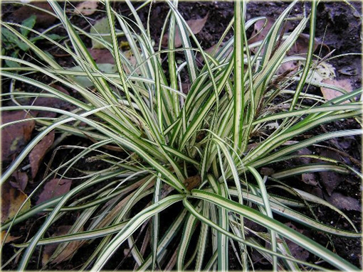 Turzyca ptasia łapka Carex ornithopoda