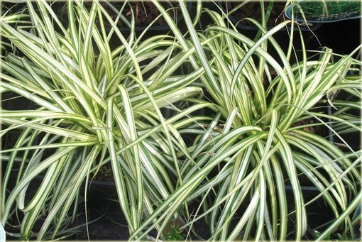 Turzyca ptasia łapka Carex ornithopoda