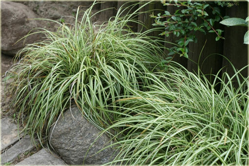 Turzyca ptasia łapka Carex ornithopoda