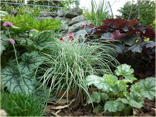 Turzyca ptasia łapka Carex ornithopoda