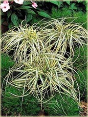 Turzyca ptasia łapka Carex ornithopoda