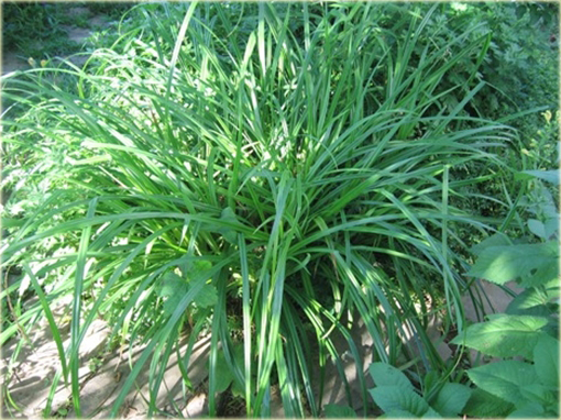 Turzyca zwisła Carex pendula