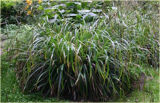 Turzyca zwisła Carex pendula