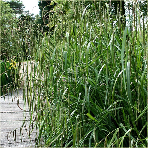 Turzyca zwisła Carex pendula