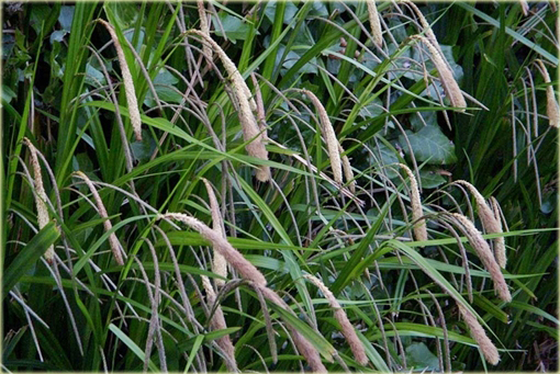 Turzyca zwisła Carex pendula