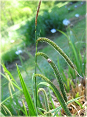 Turzyca zwisła Carex pendula