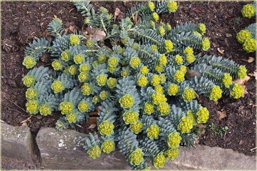 Wilczomlecz mirtowaty Euphorbia myrsinites