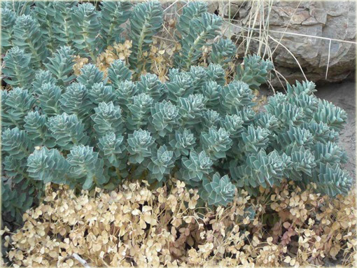 Wilczomlecz mirtowaty Euphorbia myrsinites
