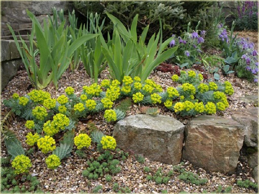 Wilczomlecz mirtowaty Euphorbia myrsinites