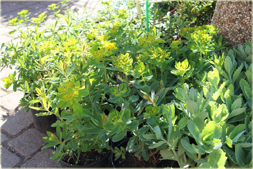 Wilczomlecz złocisty Euphorbia epithymoides
