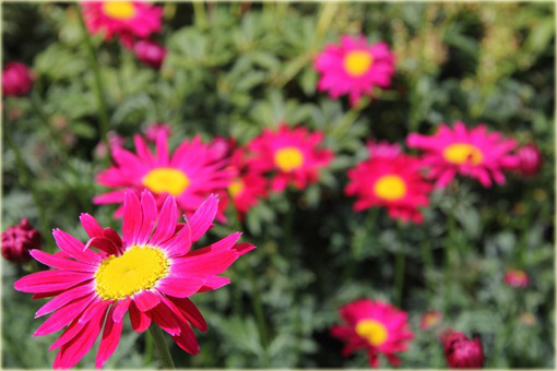 Wrotycz Złocień amarantowy Chrysanthemum coccineum 