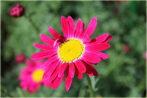 Wrotycz Złocień amarantowy Chrysanthemum coccineum 