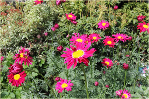 Wrotycz Złocień amarantowy Chrysanthemum coccineum 