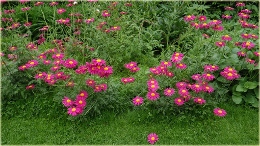 Wrotycz Złocień amarantowy Chrysanthemum coccineum 