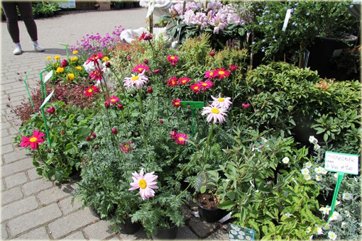 Wrotycz Złocień amarantowy Chrysanthemum coccineum 