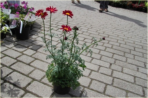 Wrotycz Złocień amarantowy Chrysanthemum coccineum 