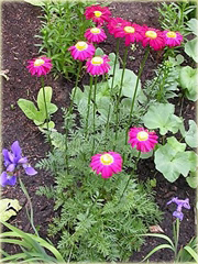 Wrotycz Złocień amarantowy Chrysanthemum coccineum 