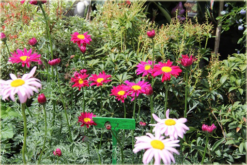 Wrotycz Złocień jasnoróżowy Chrysanthemum coccineum 