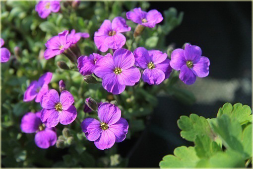 Żagwin ogrodowy Cascade Blue Aubrieta Cascade Blue
