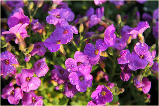 Żagwin ogrodowy Cascade Blue Aubrieta Cascade Blue