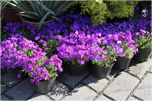 Żagwin ogrodowy Cascade Blue Aubrieta Cascade Blue