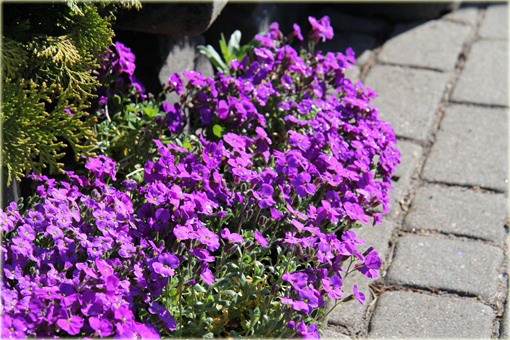 Żagwin ogrodowy Cascade Blue Aubrieta Cascade Blue