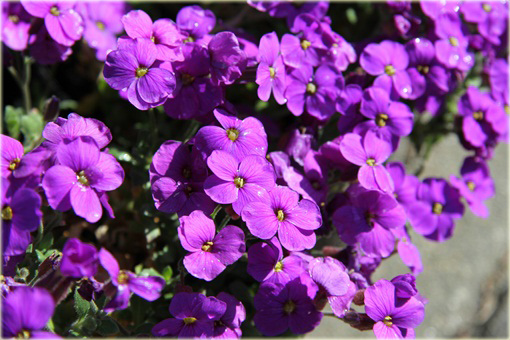 Żagwin ogrodowy Cascade Blue Aubrieta Cascade Blue