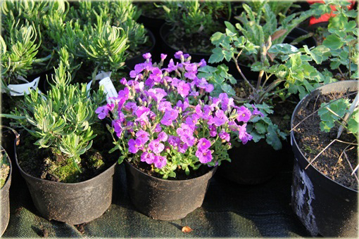 Żagwin ogrodowy Cascade Blue Aubrieta Cascade Blue