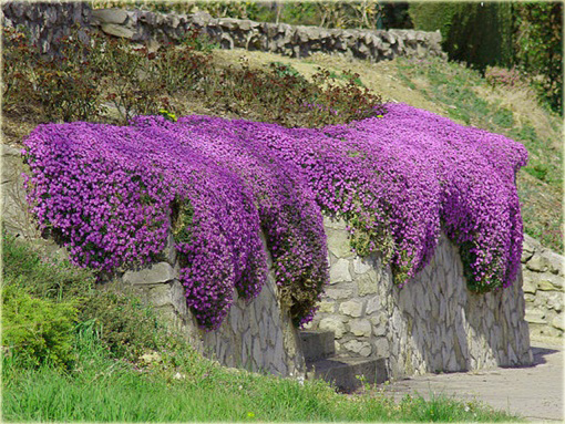 Żagwin ogrodowy Cascade Blue Aubrieta Cascade Blue