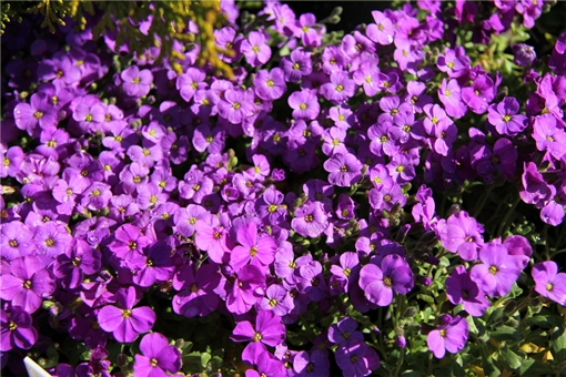 Żagwin ogrodowy Cascade Blue Aubrieta Cascade Blue