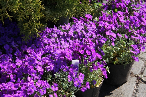 Żagwin ogrodowy Cascade Blue Aubrieta Cascade Blue