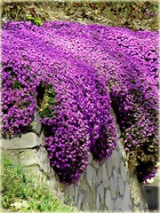 Żagwin ogrodowy Cascade Blue Aubrieta Cascade Blue