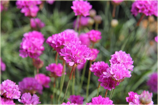 Zawciąg szerokolistny Armeria latifolia