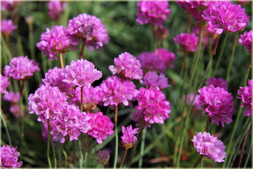 Zawciąg szerokolistny Armeria latifolia