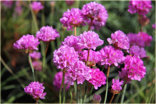 Zawciąg szerokolistny Armeria latifolia