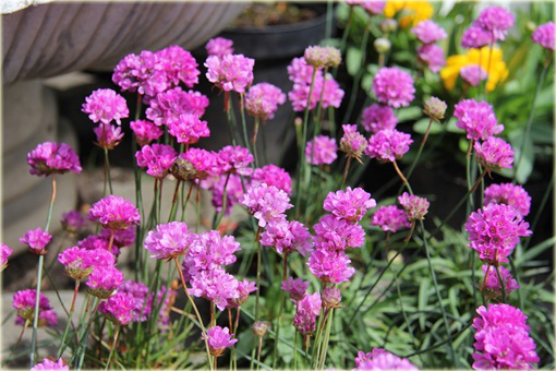 Zawciąg szerokolistny Armeria latifolia