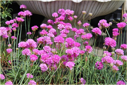 Zawciąg szerokolistny Armeria latifolia