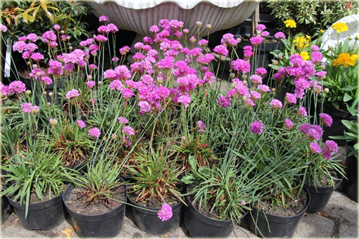 Zawciąg szerokolistny Armeria latifolia