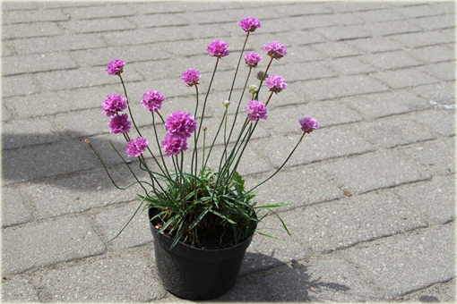 Zawciąg szerokolistny Armeria latifolia