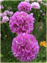 Zawciąg szerokolistny Armeria latifolia