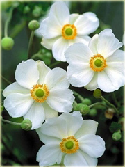 Zawilec wielkokwiatowy Snow White Anemone sylvestris