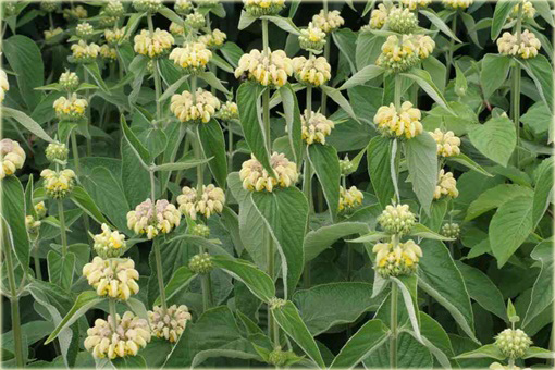 Żeleźniak żółty Phlomis russeliana