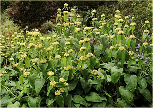 Żeleźniak żółty Phlomis russeliana