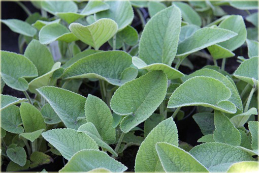 Żeleźniak żółty Phlomis russeliana